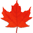 Maple Leaf